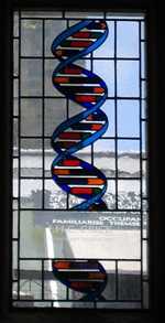 Stained glass window in the dining hall of Caius College, in Cambridge, commemorating Francis Crick and representing the double helical structure of B-DNA.
