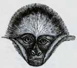 An illustration of a monkey from Darwin's 1871 publication, the Descent of Man and Selection in Relation to Sex