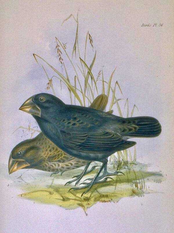 Darwin's famous Galapagos finches